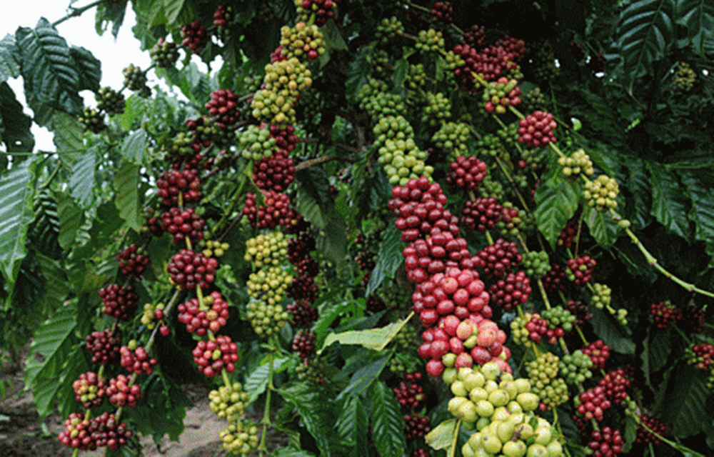 Ir para  <p>A&nbsp;consultoria&nbsp;<strong>INTL FCStone</strong>&nbsp;acredita que a&nbsp;<strong>safra brasileira de caf&eacute;</strong>&nbsp;2016/2017 ser&aacute; de 52,8 milh&otilde;es de...